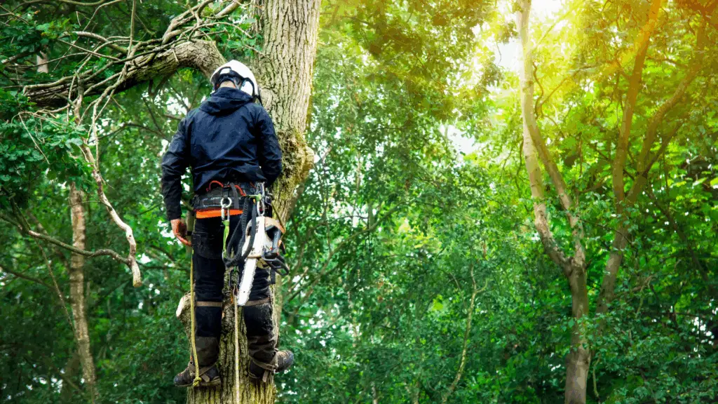 Diagnostic santé des arbres par Arbor eT'Homme, expert gestion patrimoine arboré en Alsace