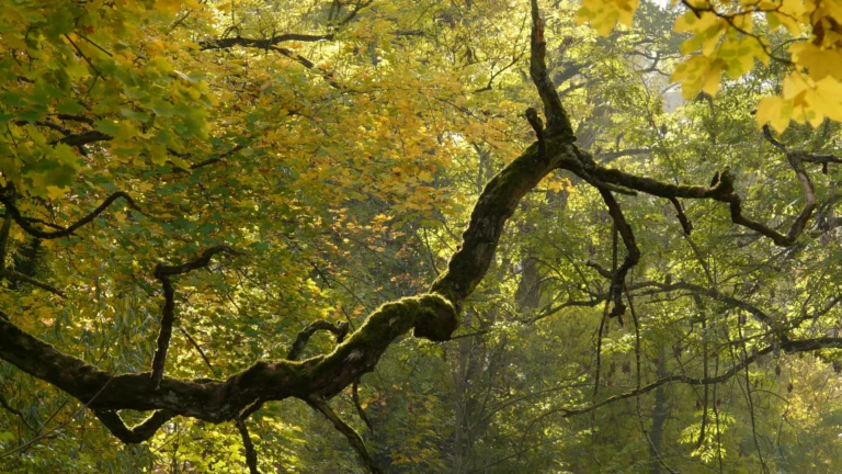 5 essences d’arbres idéales pour un petit jardin alsacien